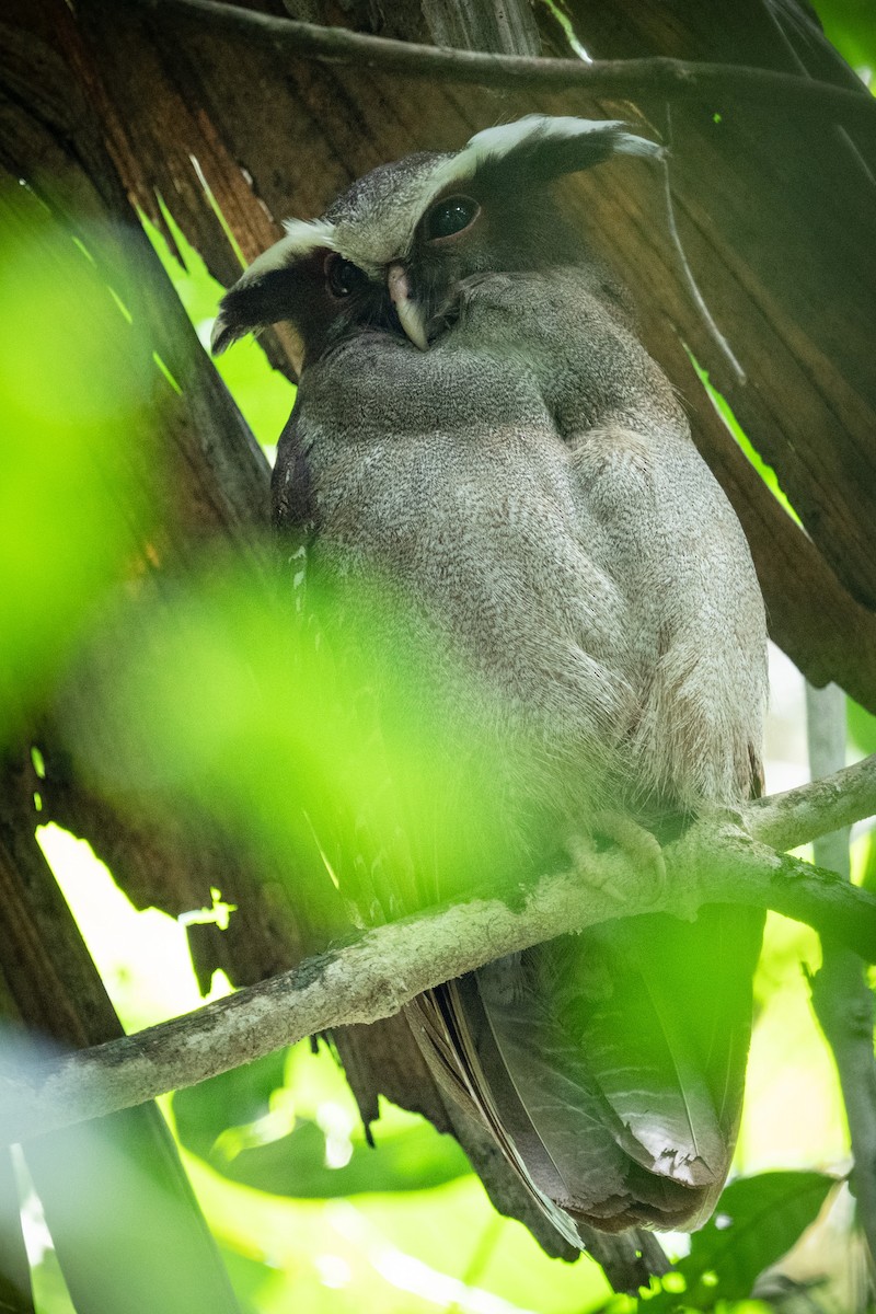 Crested Owl - ML618560890