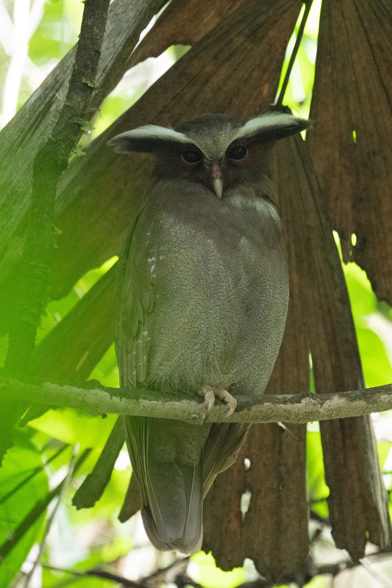 Crested Owl - ML618560891