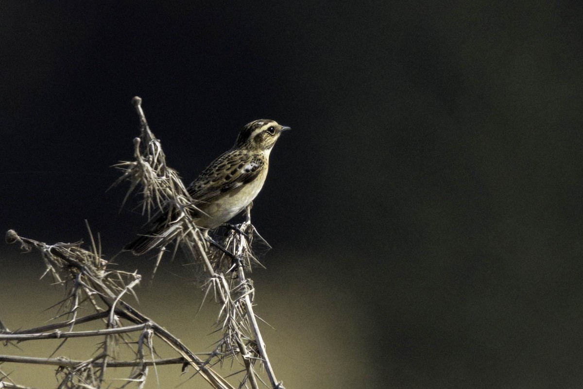Whinchat - ML618560893