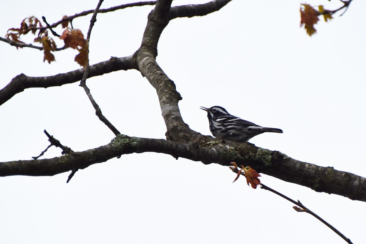 Black-and-white Warbler - ML618560901