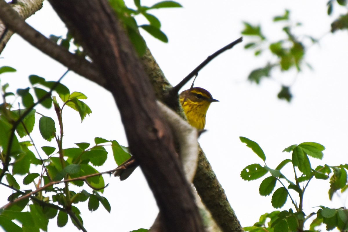 Palm Warbler (Yellow) - ML618560907