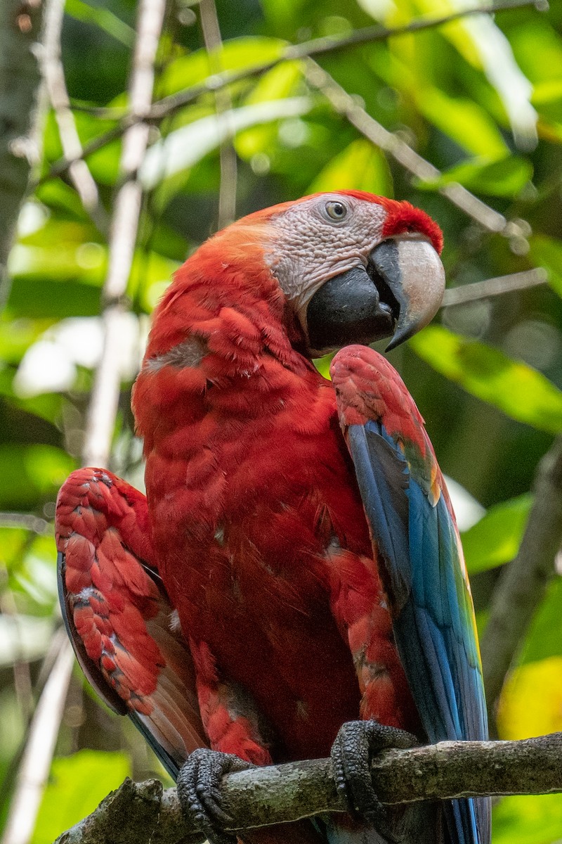 Scarlet Macaw - ML618560910