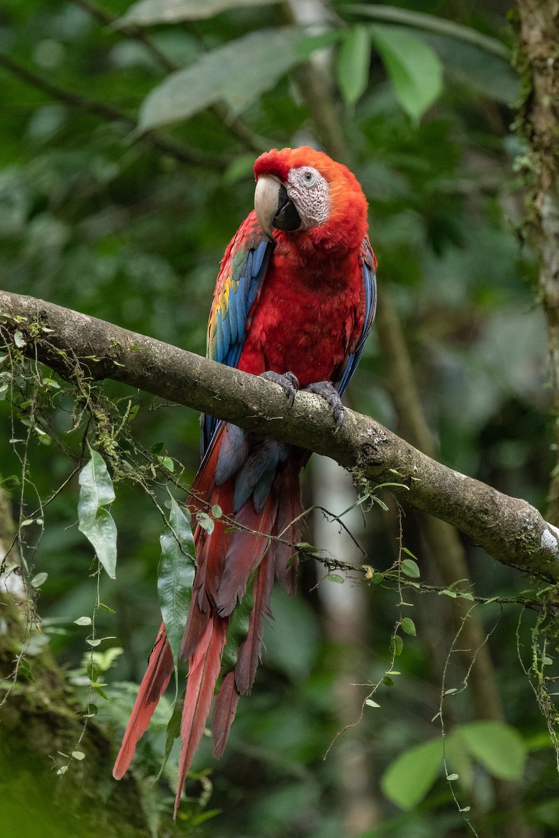 Scarlet Macaw - ML618560912