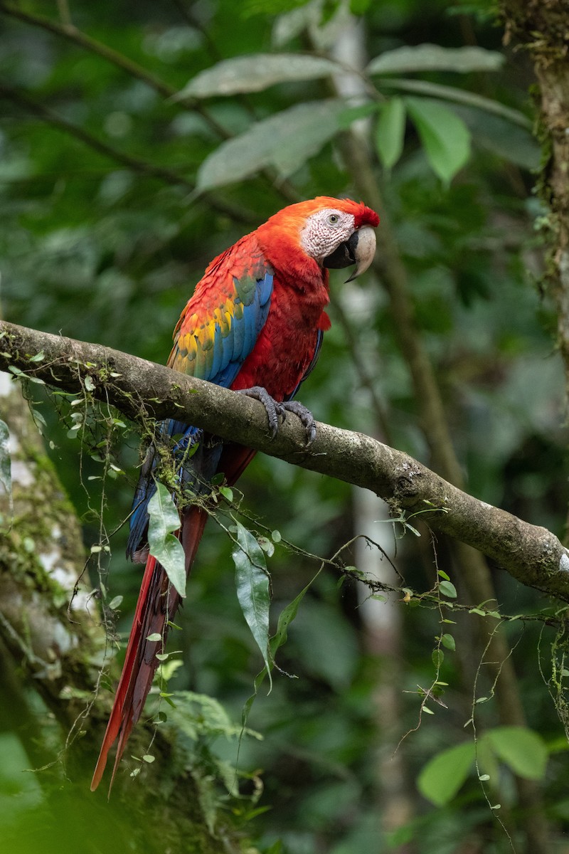 Scarlet Macaw - ML618560913