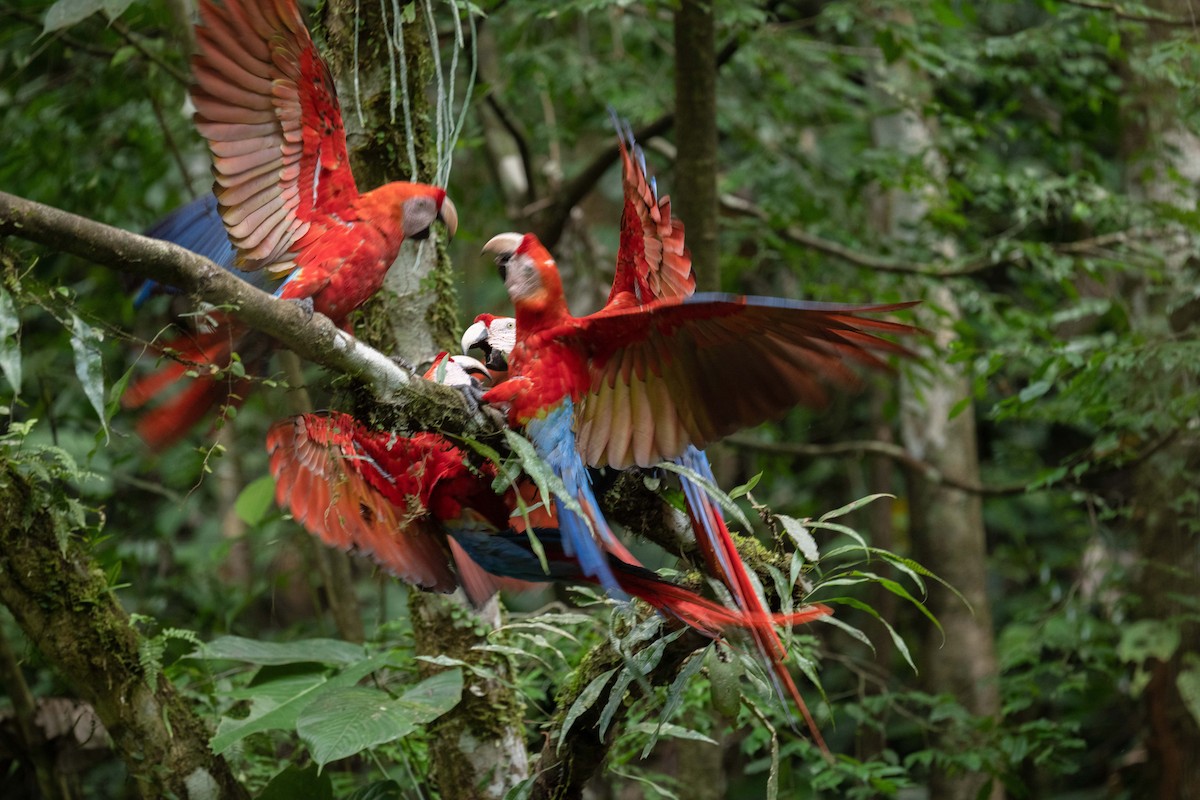 Scarlet Macaw - ML618560914