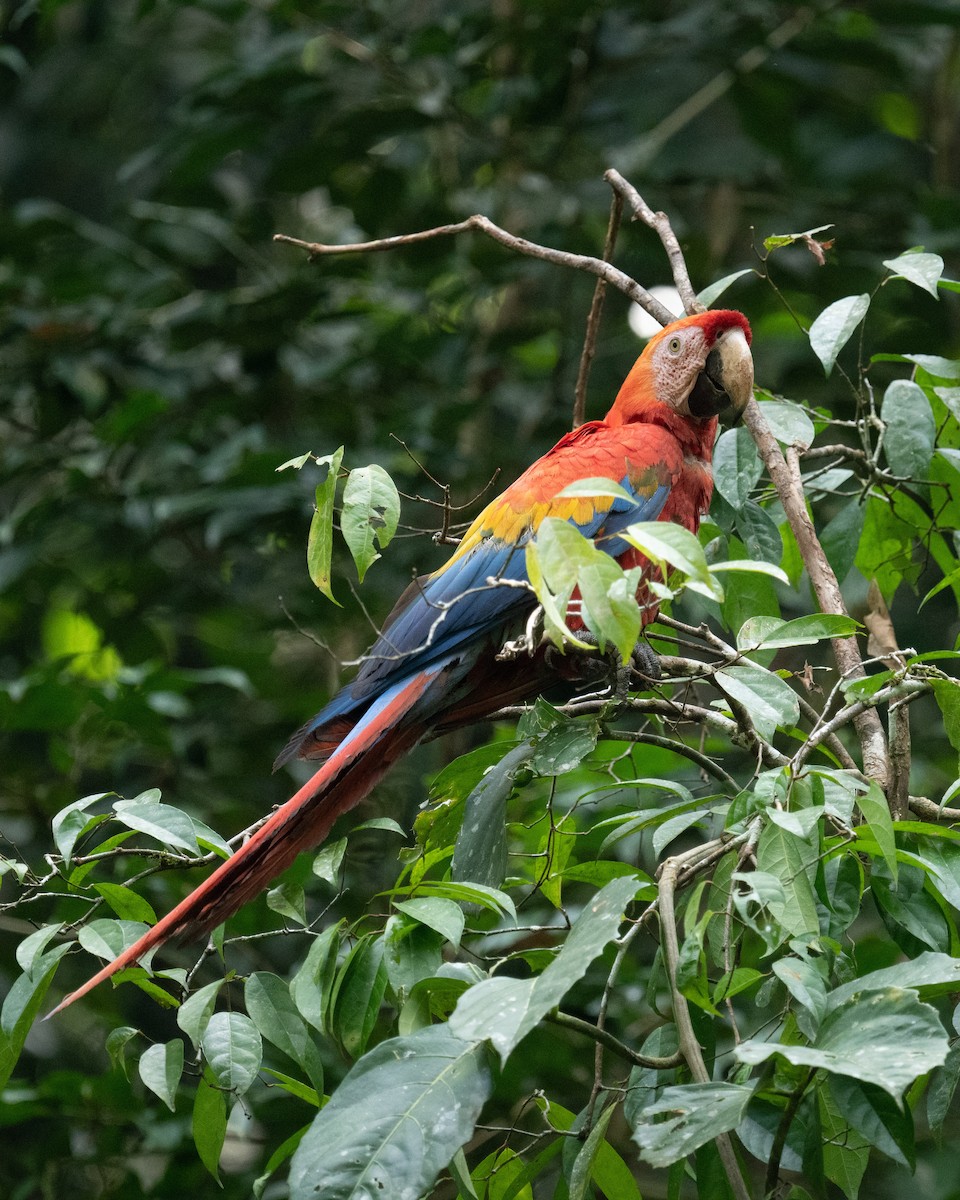 Scarlet Macaw - ML618560916