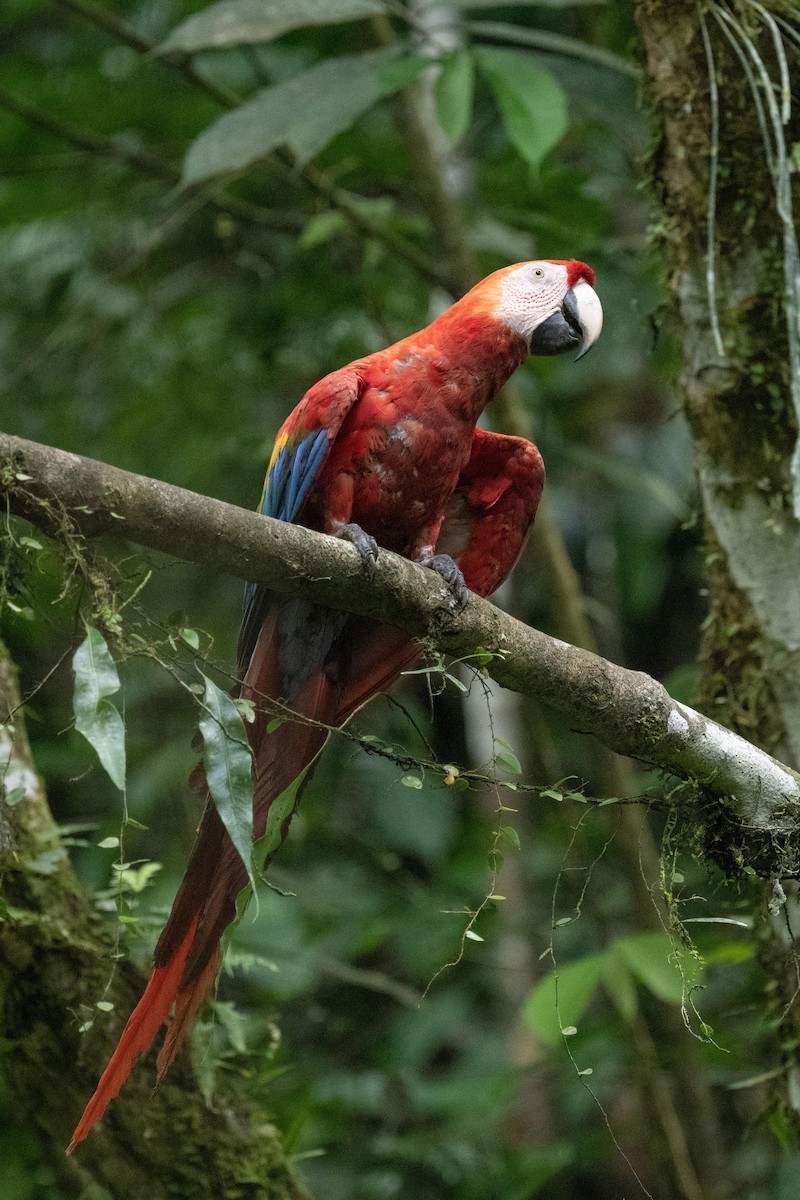 Scarlet Macaw - ML618560917