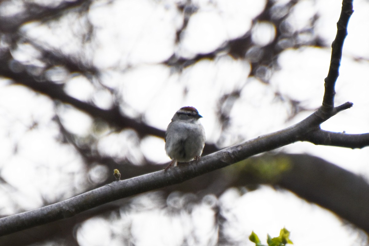 Chipping Sparrow - ML618560937