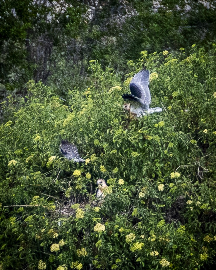 White-tailed Kite - James Kendall