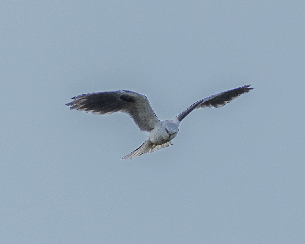 White-tailed Kite - ML618560947