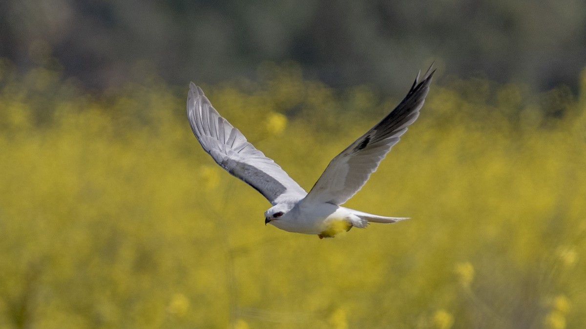 White-tailed Kite - James Kendall