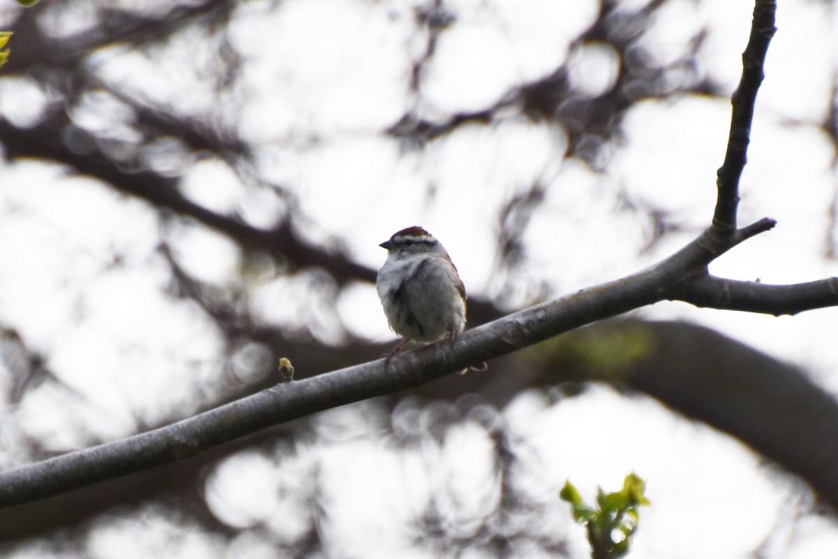 Chipping Sparrow - ML618560964