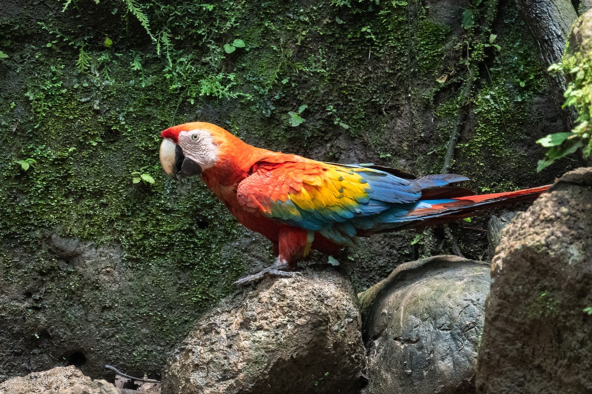 Scarlet Macaw - ML618560965