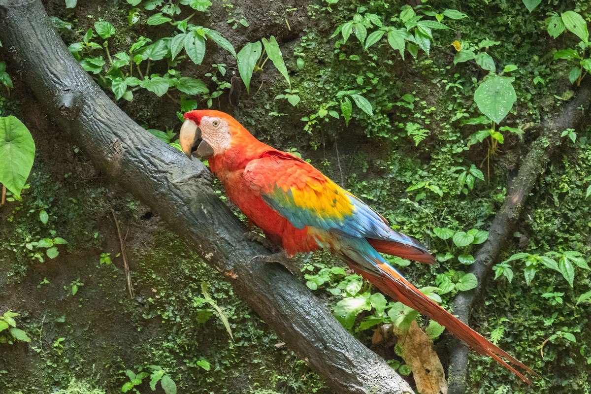 Scarlet Macaw - Ross Bartholomew