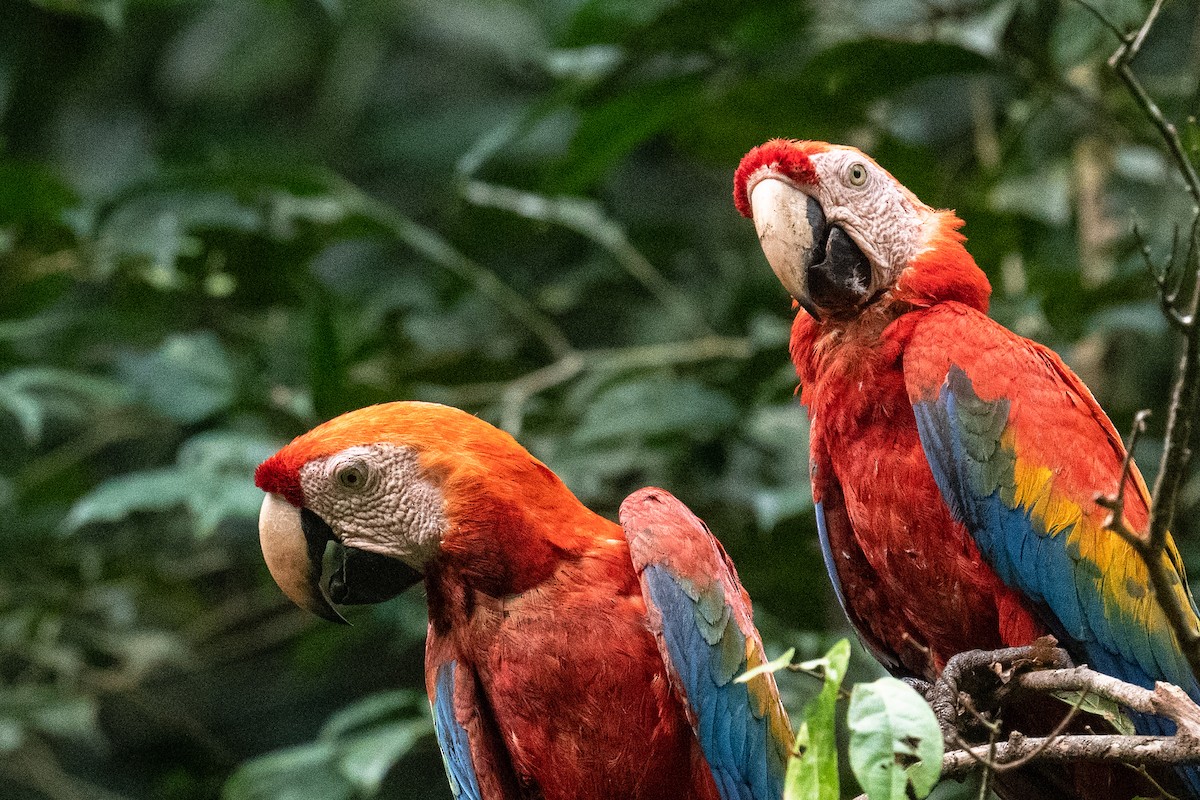 Scarlet Macaw - ML618560970
