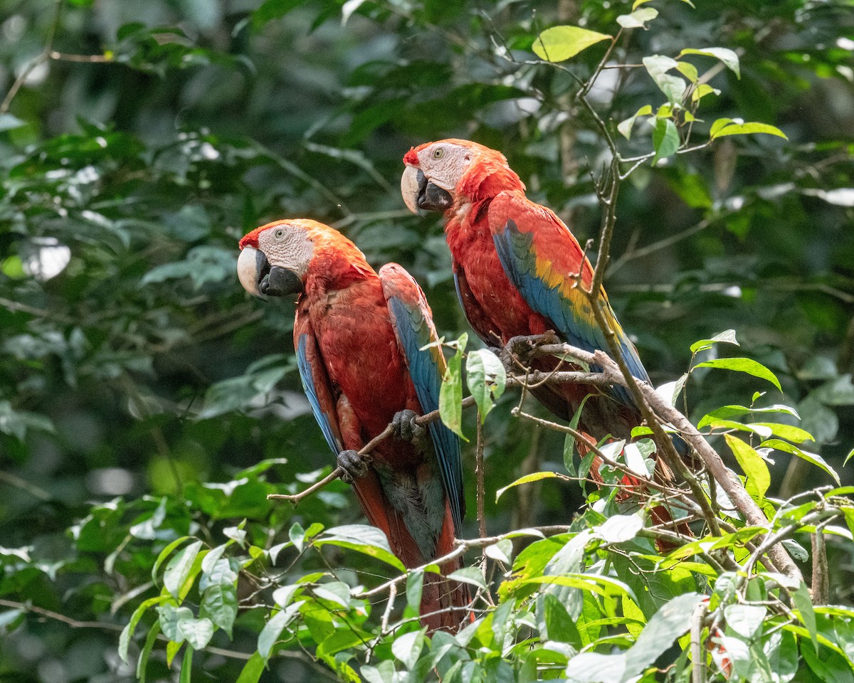 Scarlet Macaw - ML618560980