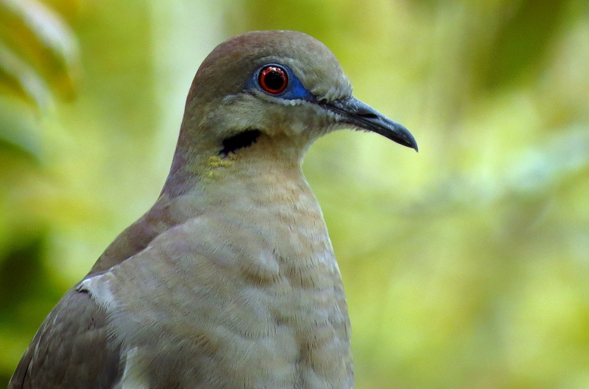 White-winged Dove - Tammy Hester