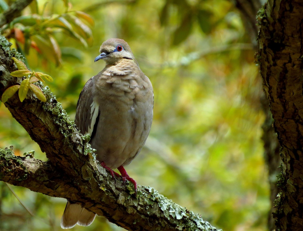 White-winged Dove - Tammy Hester