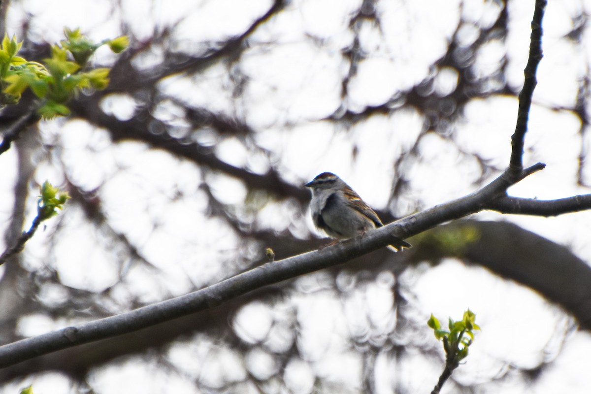 Chipping Sparrow - ML618560988