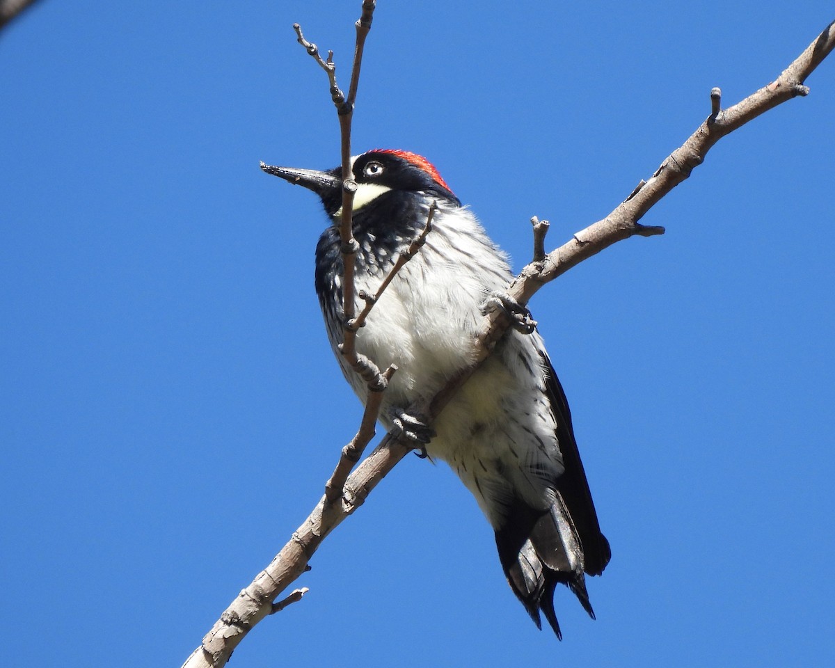 Acorn Woodpecker - ML618561001