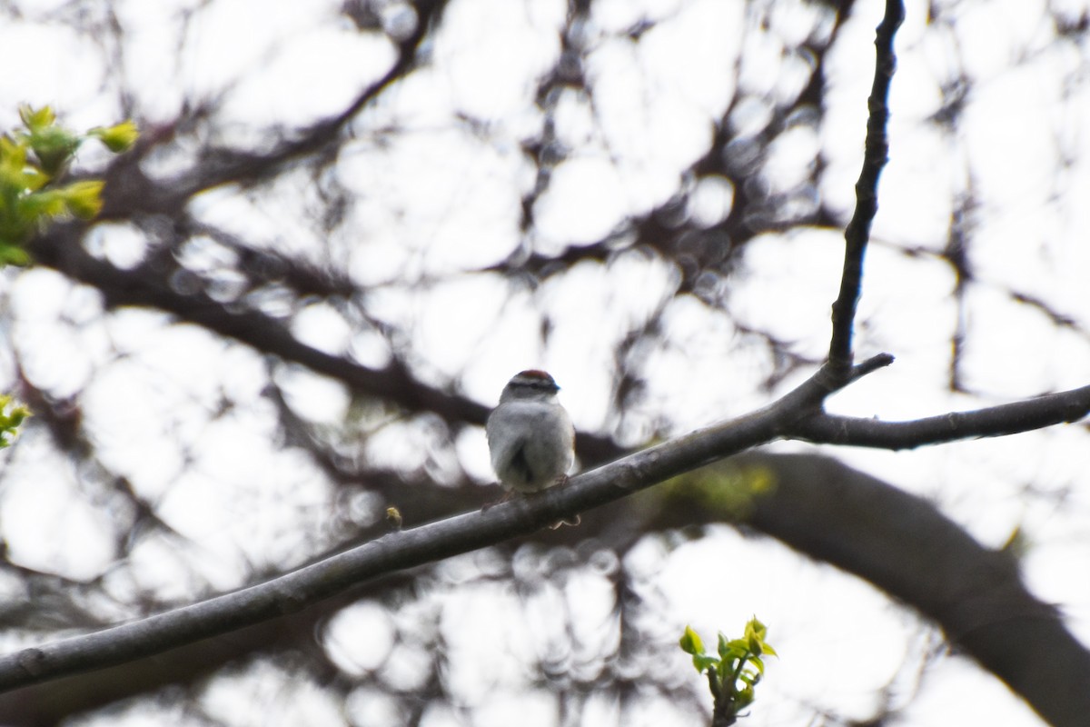 Chipping Sparrow - ML618561021