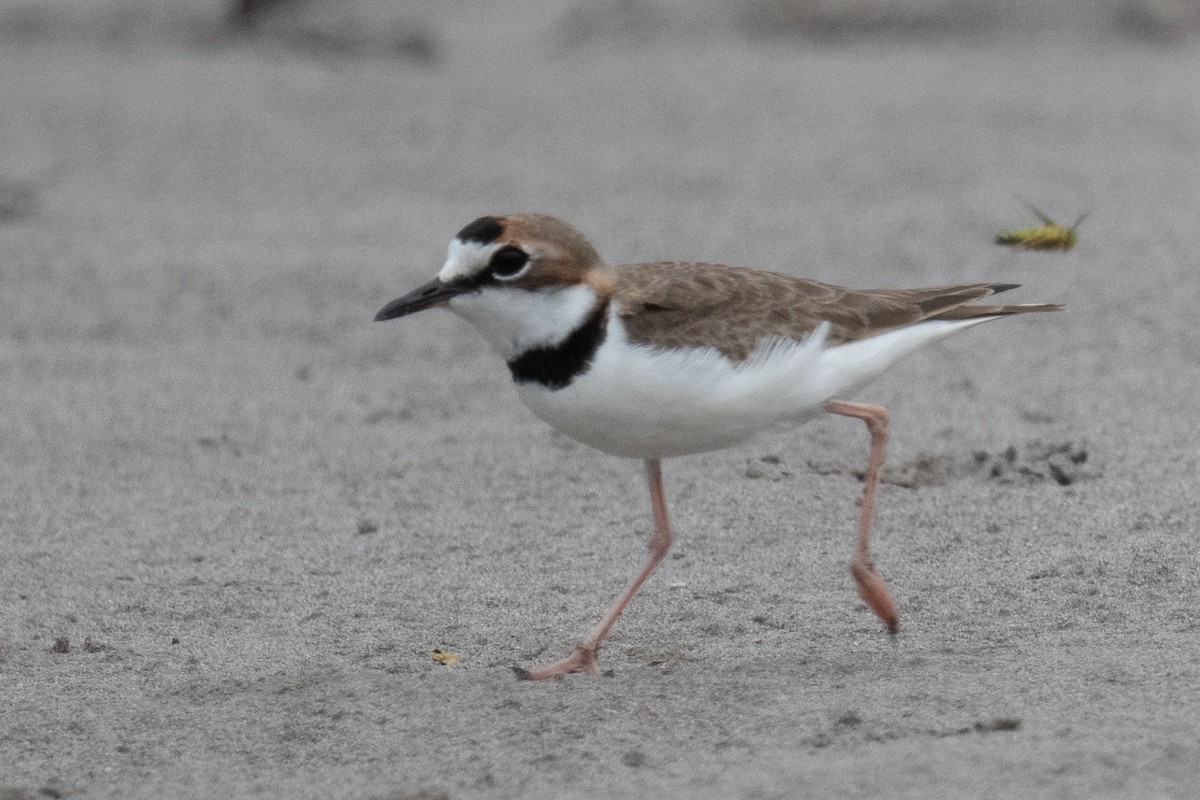 Collared Plover - ML618561032