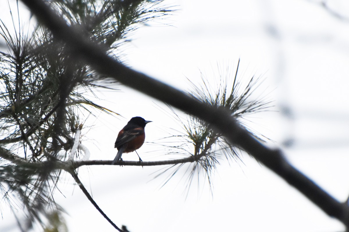 Orchard Oriole - ML618561043