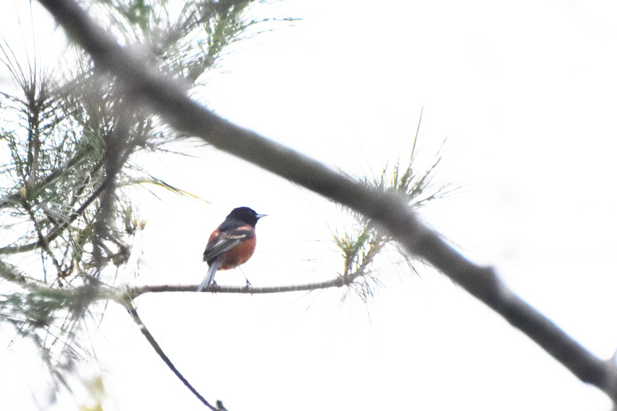 Orchard Oriole - ML618561044
