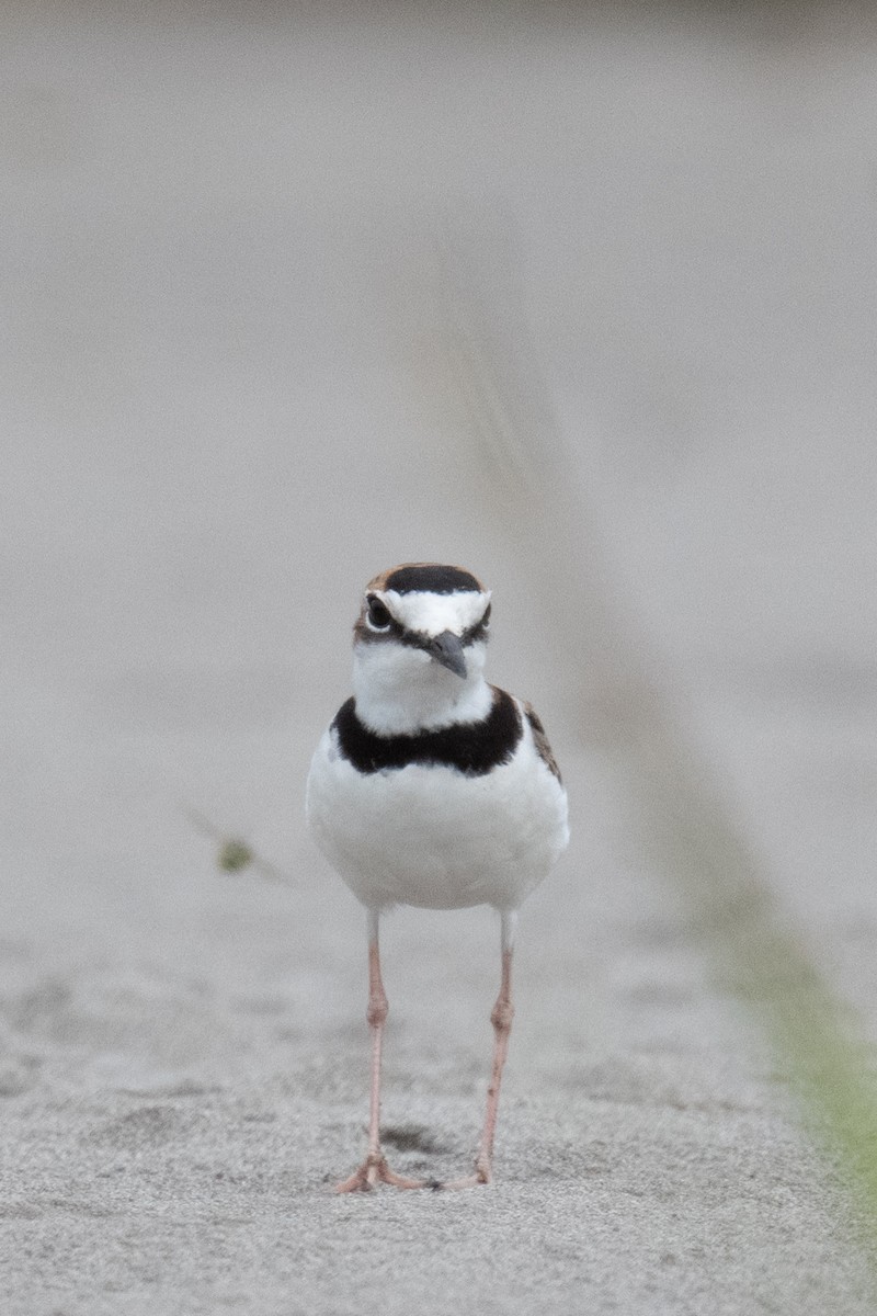 Collared Plover - ML618561058