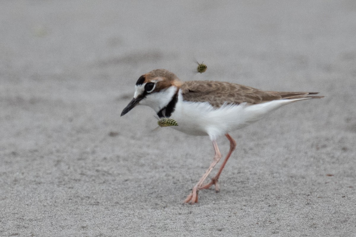 Collared Plover - ML618561059