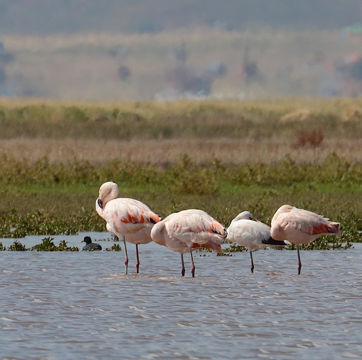 Puna Flamingosu - ML618561088