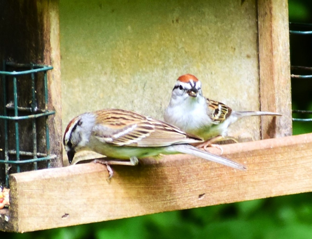 Chipping Sparrow - ML618561109