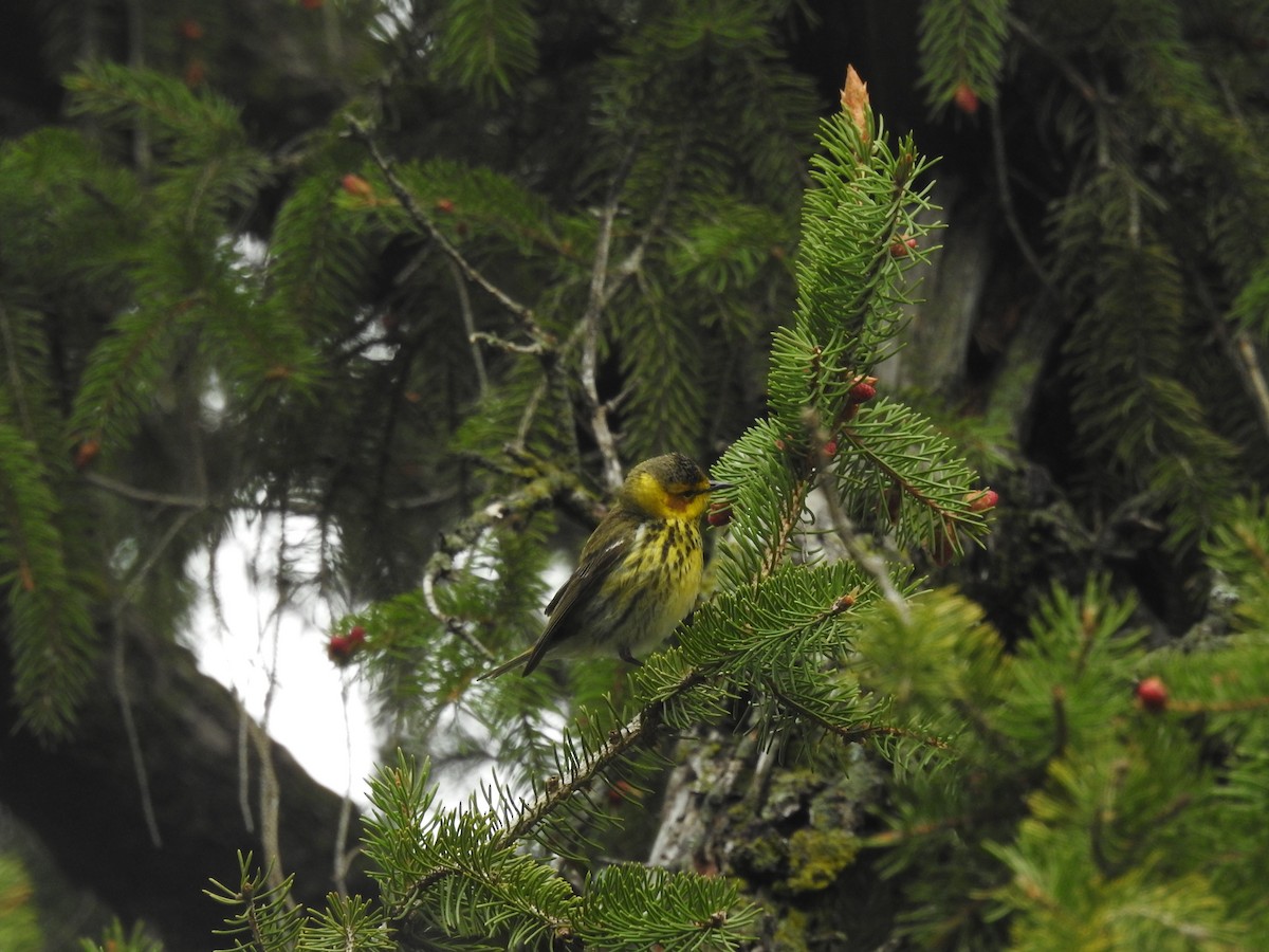 Cape May Warbler - ML618561111