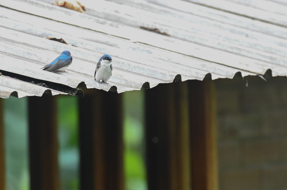 Blue-and-white Swallow - ML618561126