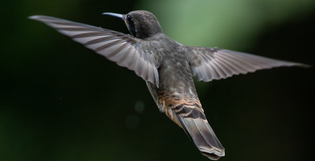 kolibřík fialovouchý - ML618561154
