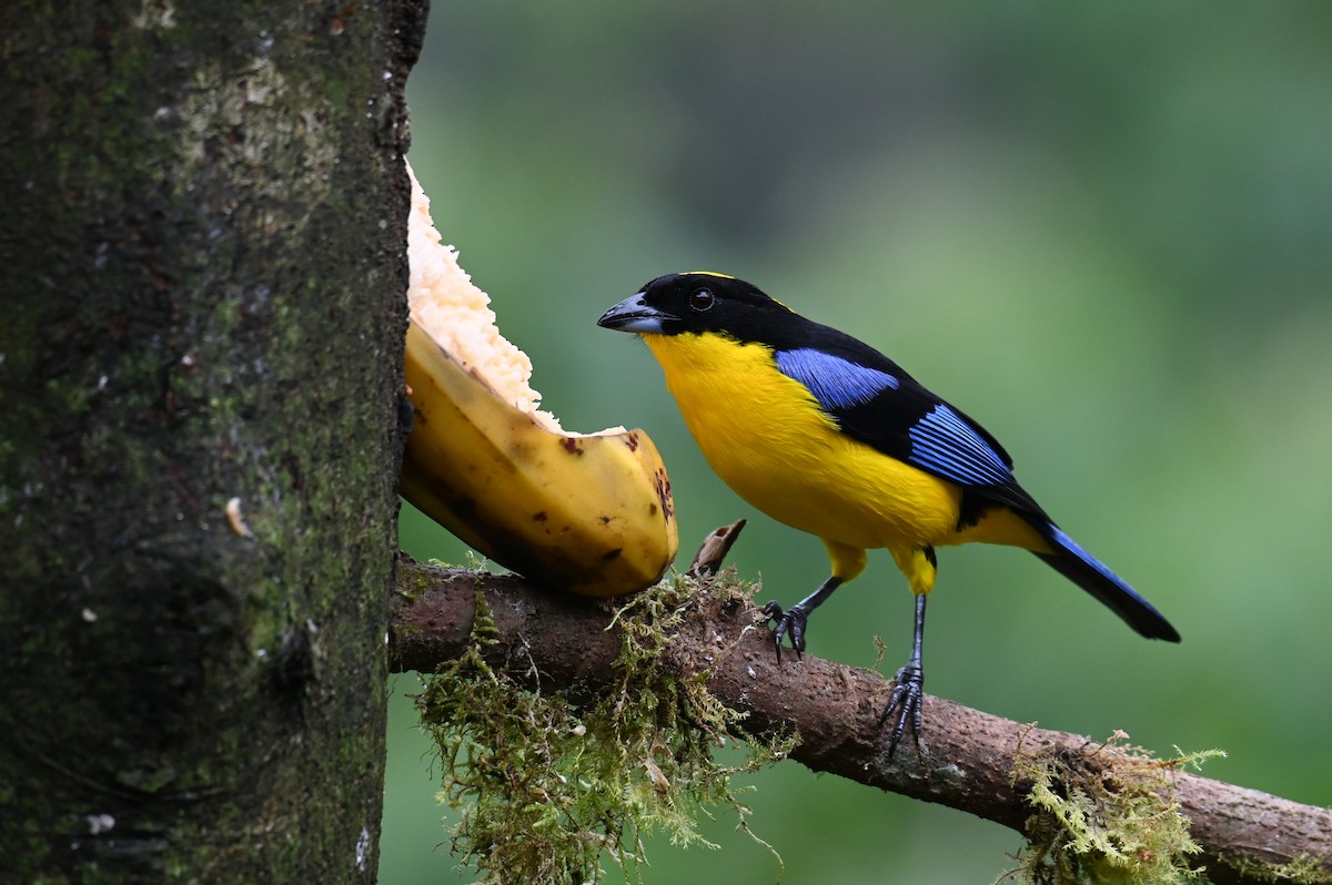 Blue-winged Mountain Tanager (Blue-winged) - ML618561165