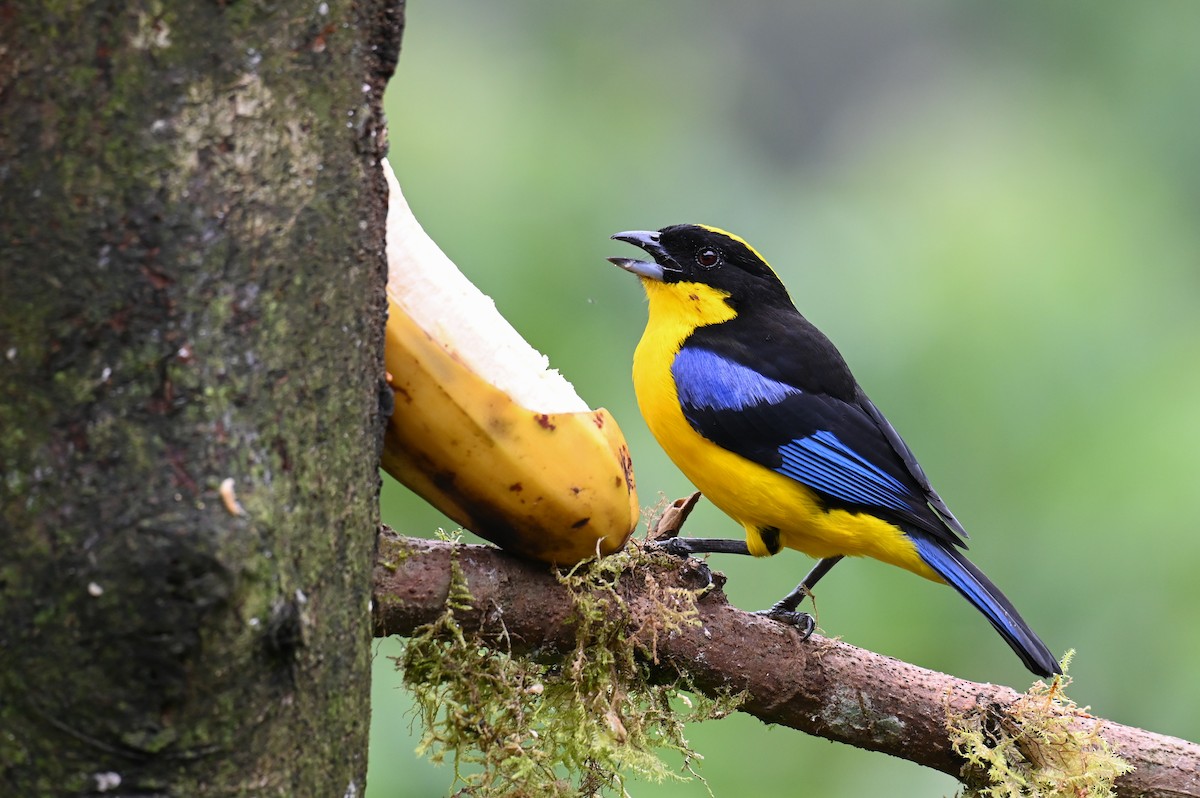 Blue-winged Mountain Tanager (Blue-winged) - ML618561166
