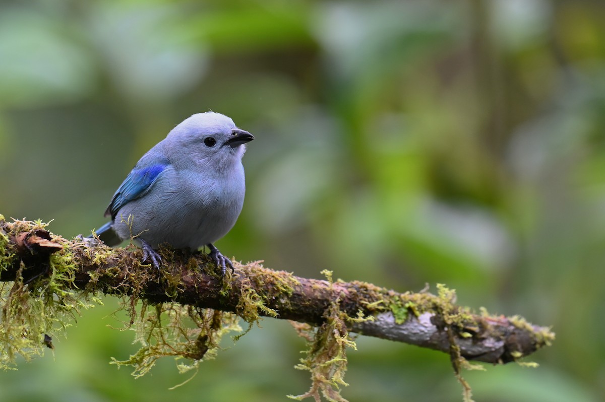 Blue-gray Tanager (Blue-gray) - ML618561170