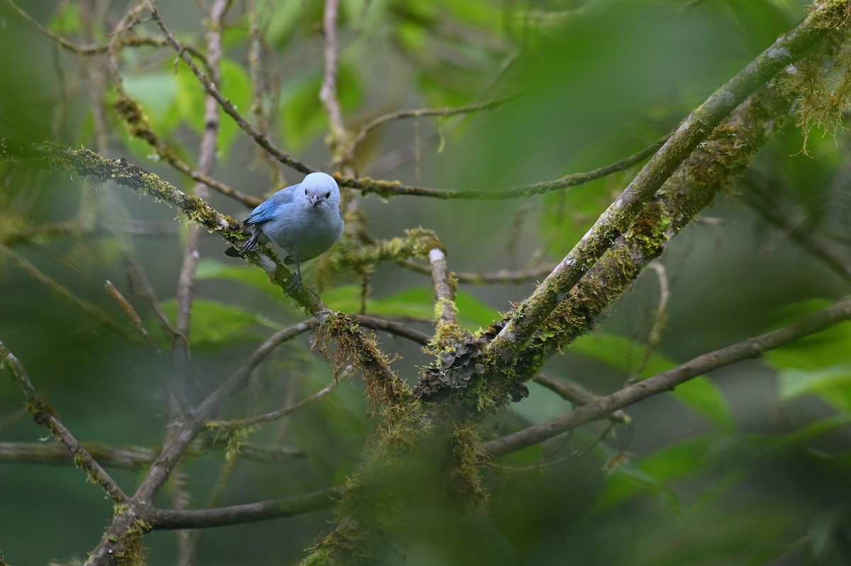 Blue-gray Tanager (Blue-gray) - Hannes Leonard