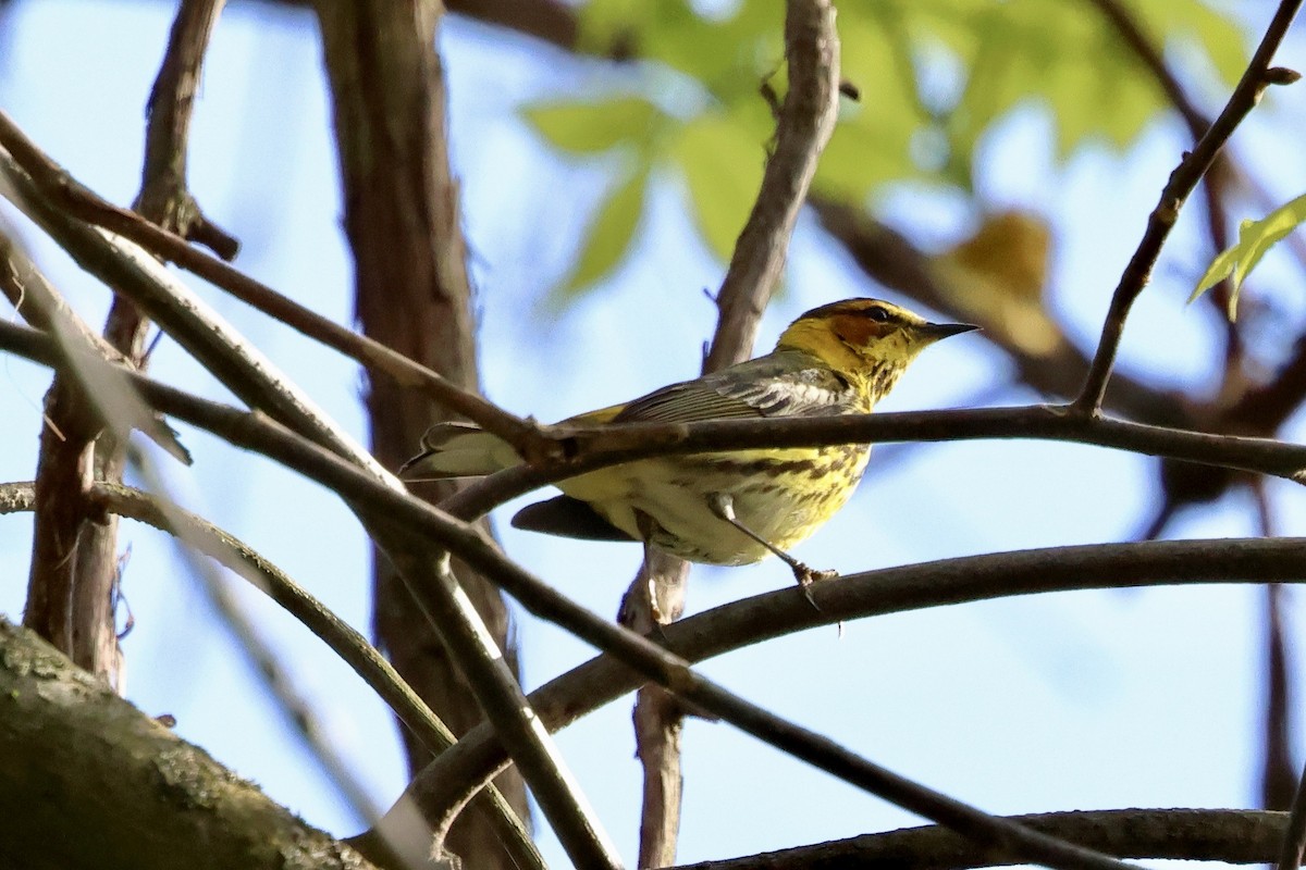 Cape May Warbler - ML618561198