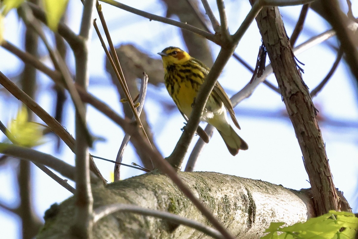 Cape May Warbler - ML618561199