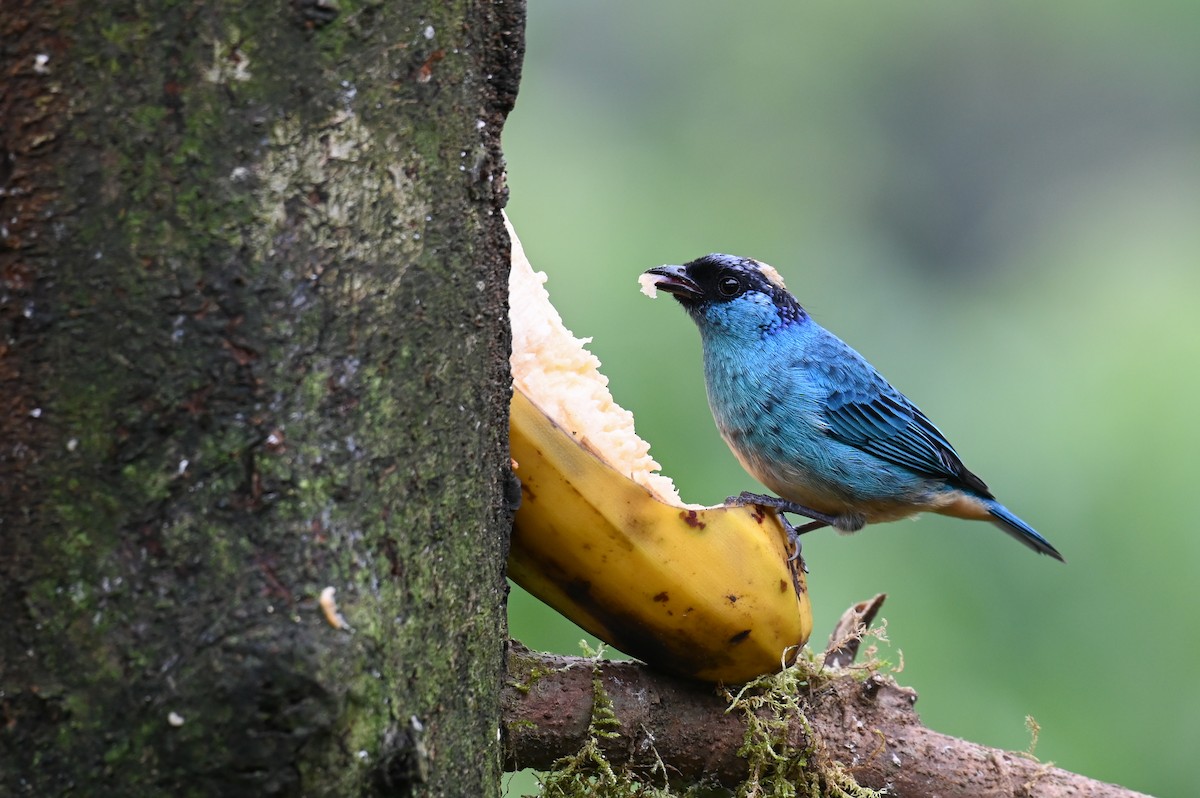 Golden-naped Tanager (Golden-naped) - ML618561220
