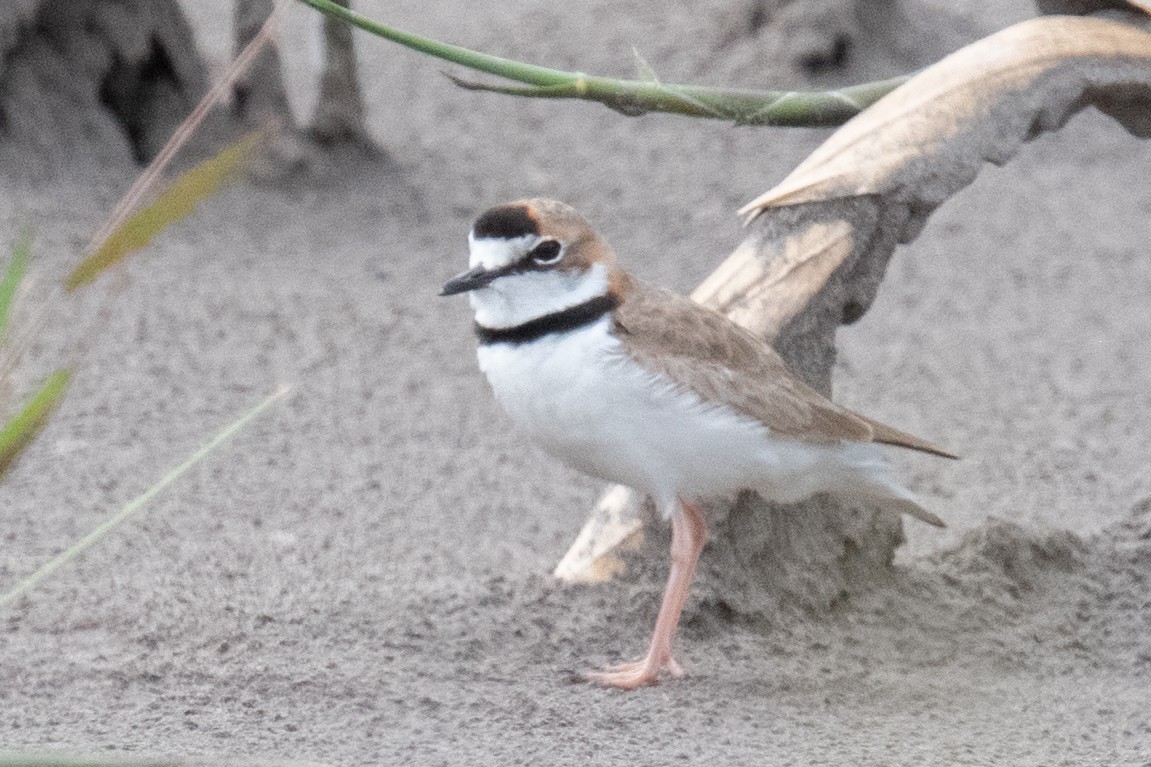 Collared Plover - ML618561226