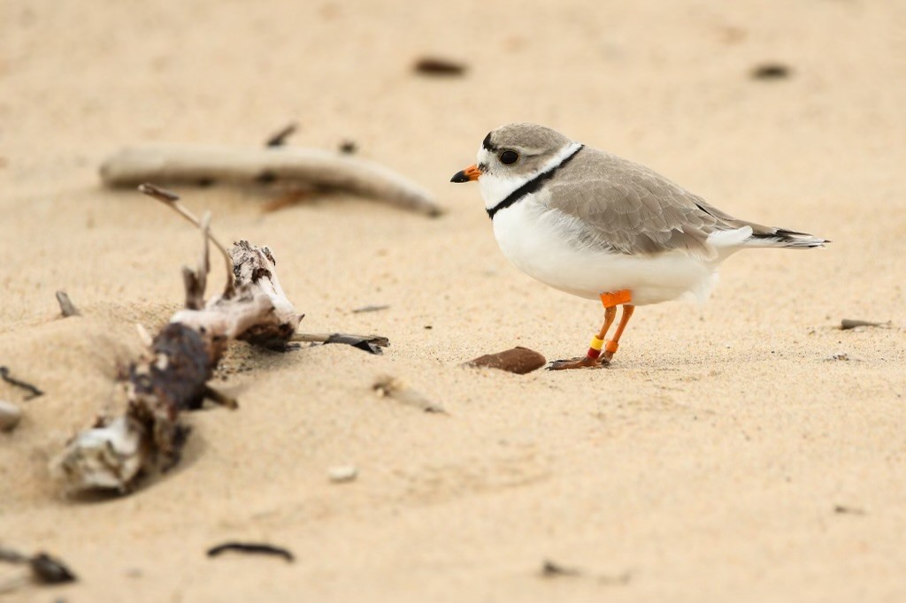 Piping Plover - ML618561230