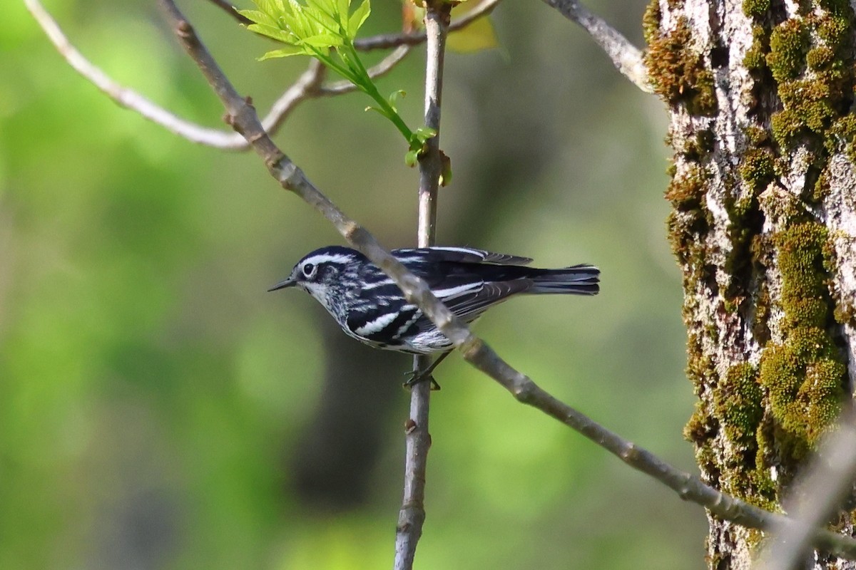 Black-and-white Warbler - ML618561232