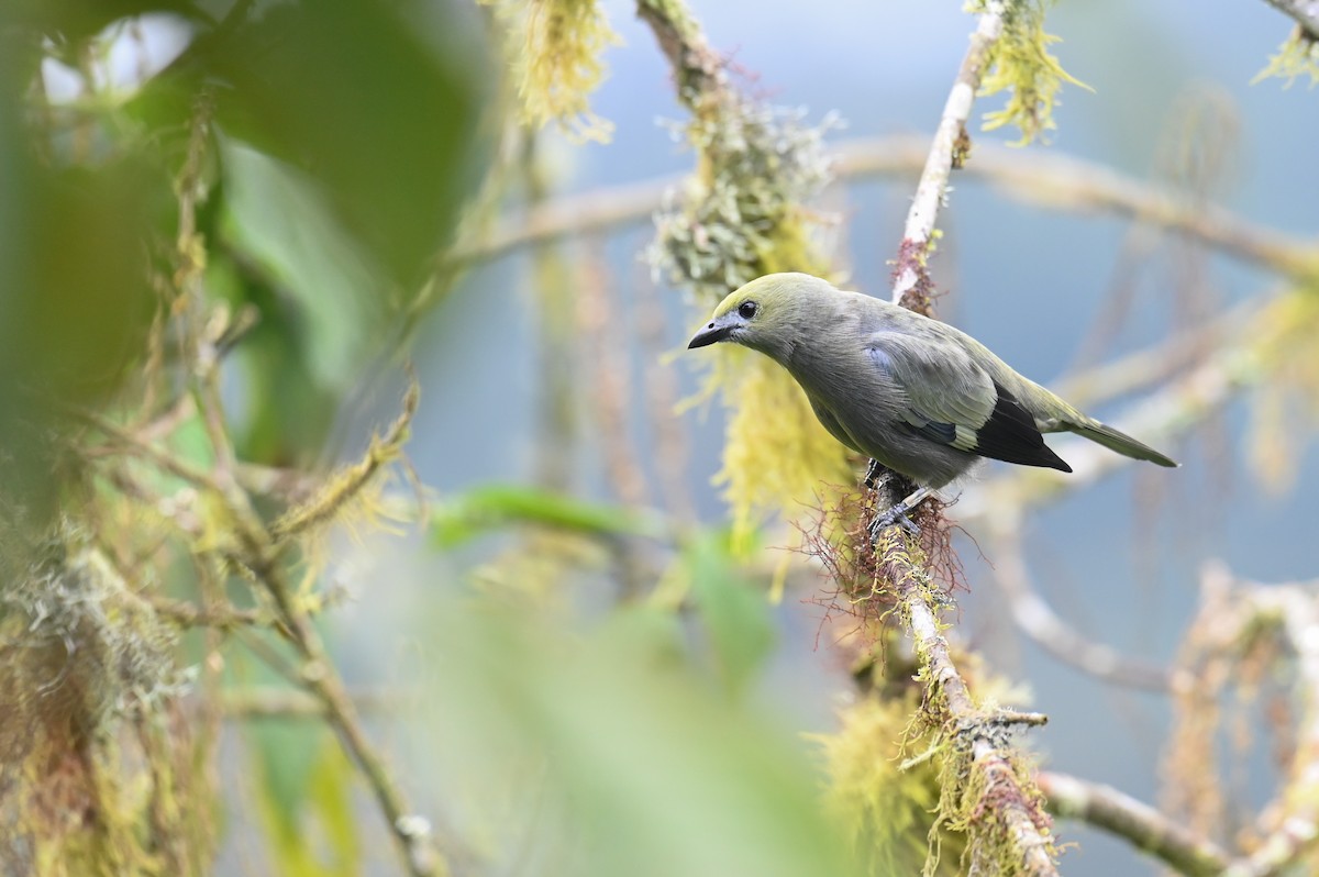 Palm Tanager - ML618561234