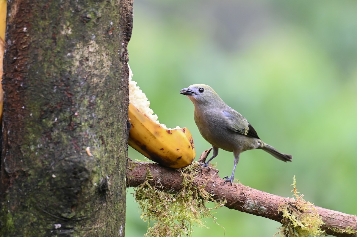 Palm Tanager - ML618561235