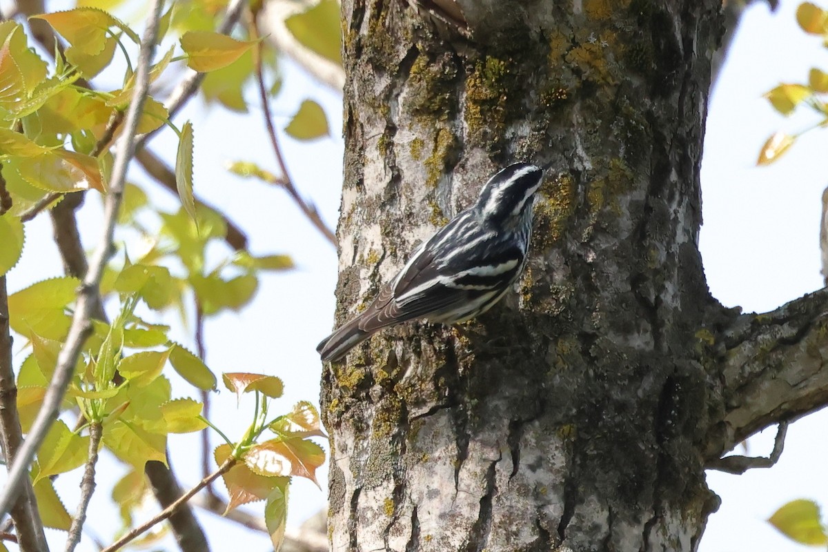 Black-and-white Warbler - ML618561240
