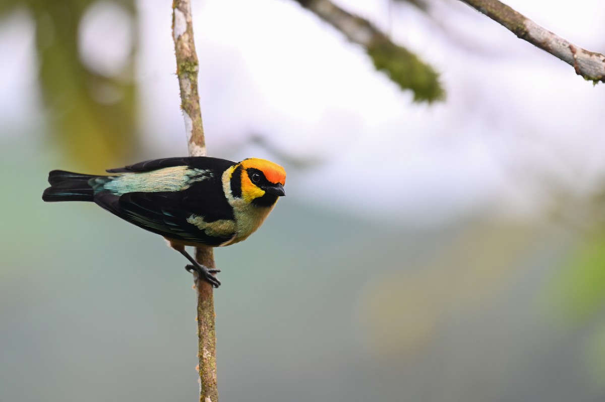 Flame-faced Tanager (Yellow-faced) - ML618561244