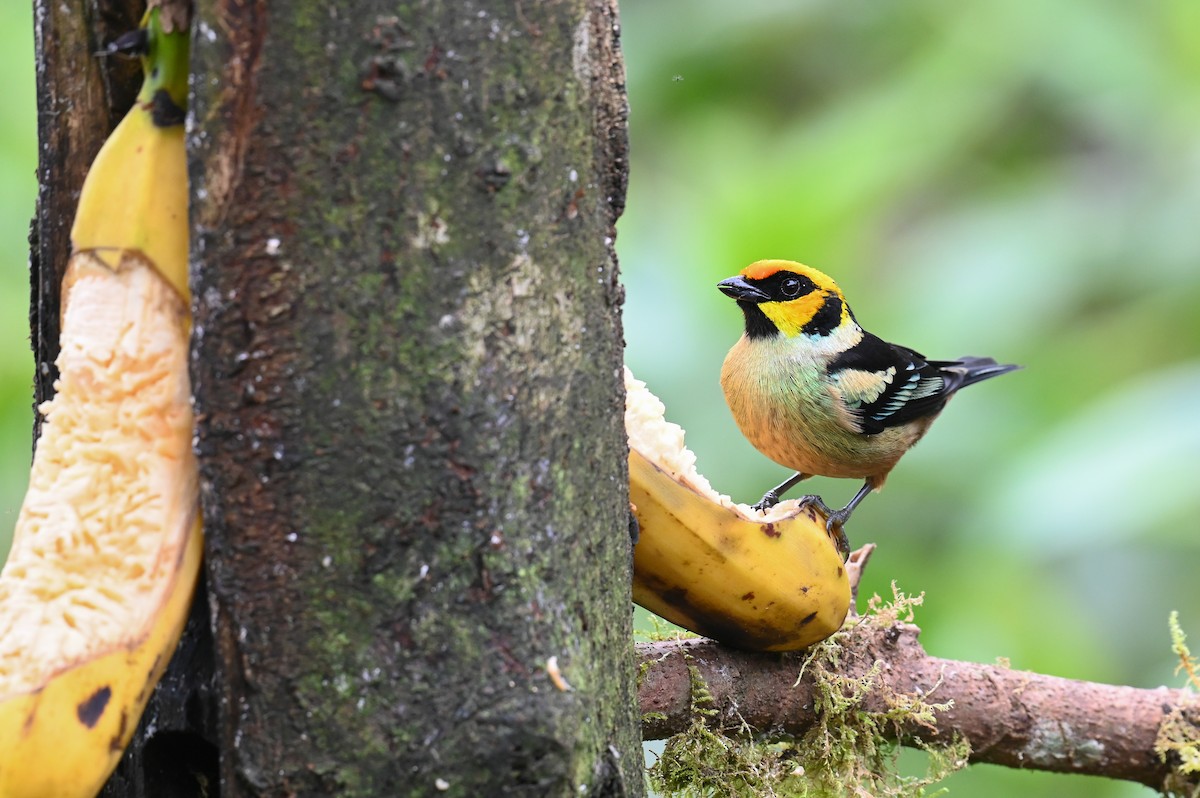 Flame-faced Tanager (Yellow-faced) - ML618561245